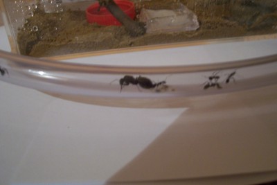 ants 023.jpg