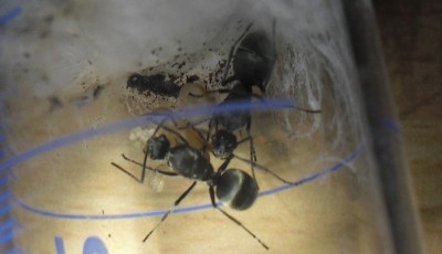 Die ersten zwei Puppen.jpg