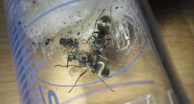 Queens, Eier, Larven, Puppen.jpg