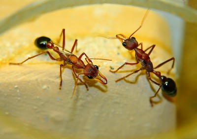 Myrmecia K2.jpg