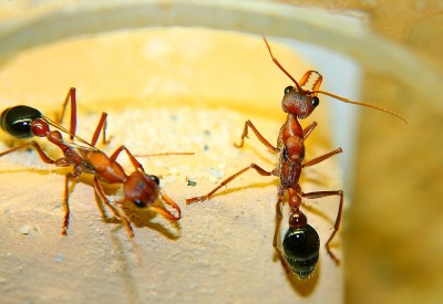 Myrmecia K3.jpg