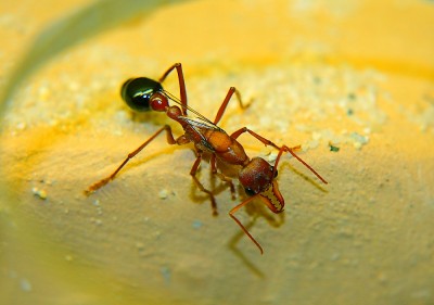 Myrmecia K4.jpg