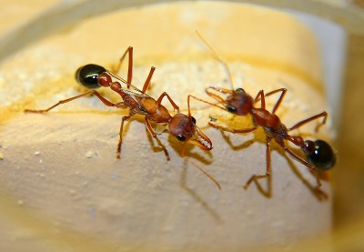 Myrmecia K 1.jpg