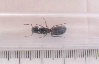 Ant.JPG