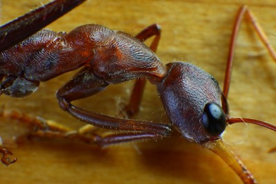 Myrmecia in Groß 22.JPG