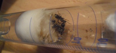 Das lustige Trio.jpg