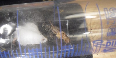 Erste Proteinaufnahme.jpg