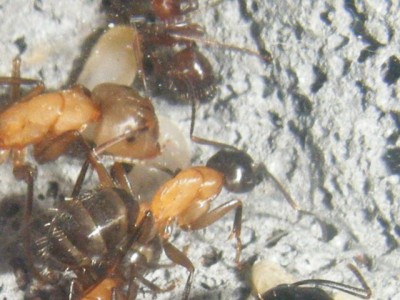 ligniperdus first major.jpg