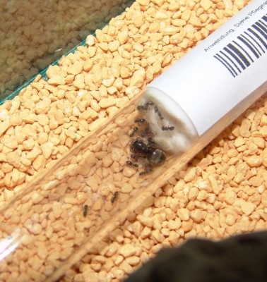 ein kleier einblick.jpg