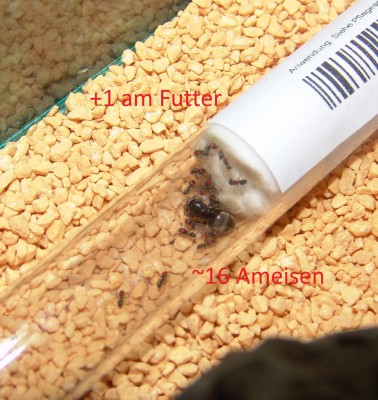 ein kleier einblick + zählung.jpg