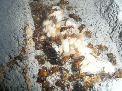 ligniperdus overview.jpg