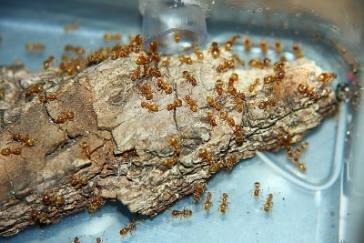 Lasius flavus 12_2.JPG
