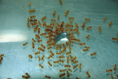 Lasius flavus 12_3.JPG