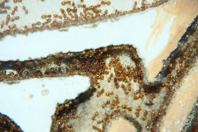 Lasius flavus 12_4.JPG