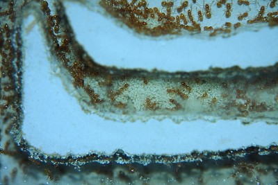 Lasius flavus 12_5.JPG