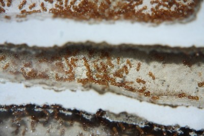 Lasius flavus 12_6.JPG