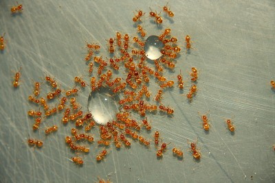 Lasius flavus 12_7.JPG