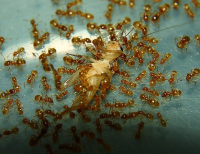 Lasius flavus 12_8.jpg