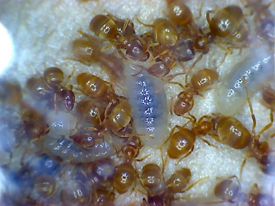 Lasius flavus mit Jungköniginnenlarven.jpg
