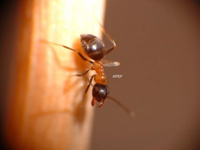 lasius emarginatus 01.jpg