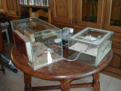 The new (4 month old) accommodation is already to small for this about 20000 workers strong Tetramorium colony. / Formicarium I.JPG Formicarium I.JPG