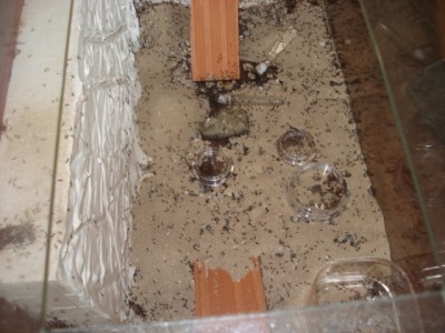 Tetramorium3.JPG