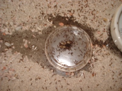 Tetramorium 4.JPG