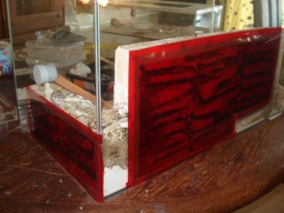 formicarium 5.JPG