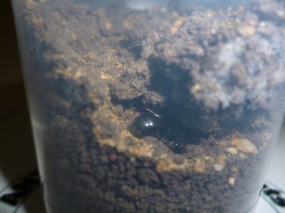 P1000285 (800x600).jpg