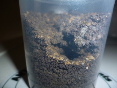 P1000286 (800x600).jpg