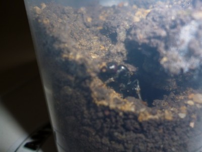 P1000288 (800x600).jpg