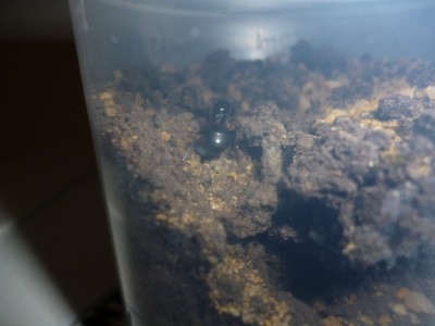 P1000289 (800x600).jpg