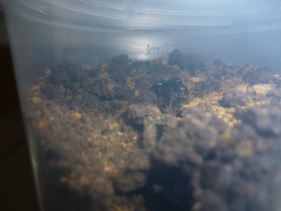 P1000290 (800x600).jpg