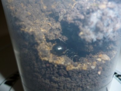 P1000291 (800x600).jpg