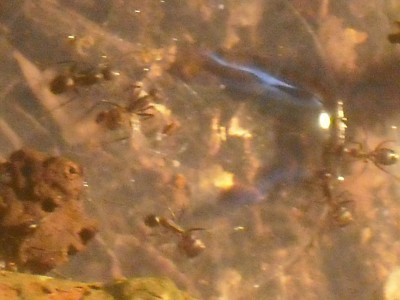 ants and bike 015.JPG