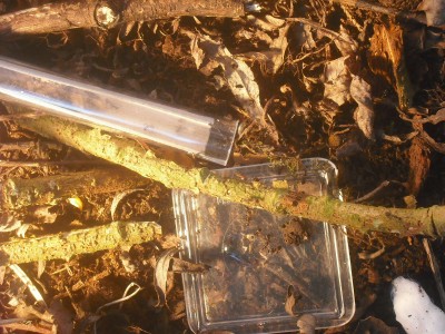 ants and bike 016.JPG