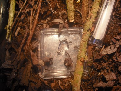 ants and bike 017.JPG