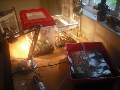 ants and bike 018.JPG