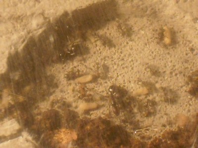 CAMPONOTUS NICOBARENSIS 001.JPG