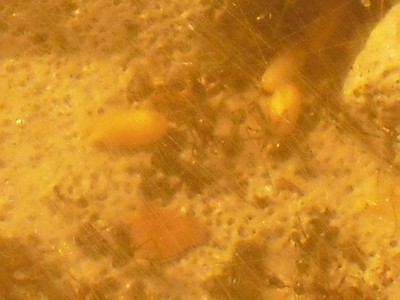 CAMPONOTUS NICOBARENSIS 002.JPG