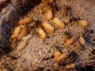 ants and BIKE MONTAGE 006.JPG