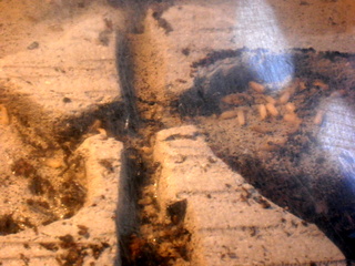 ants and BIKE MONTAGE 002.JPG