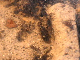 ants and BIKE MONTAGE 003.JPG