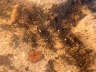 ants and BIKE MONTAGE 007.JPG