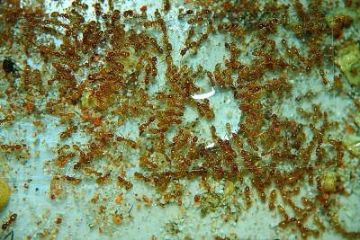 Lasius flavus trinken.jpg