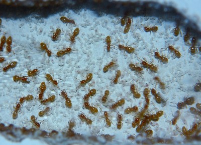 Lasius flavus Larven.jpg