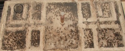 11 15.04.2012 großes Horizontalnest Bruthäufchen.JPG