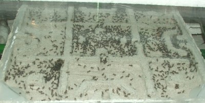 24 16.04.2012 neues Nest kaum Veränderung.JPG