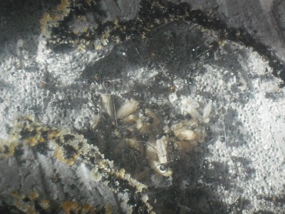 Camponotus nicobarensis close ups 005.JPG