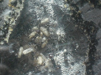 Camponotus nicobarensis close ups 007.JPG